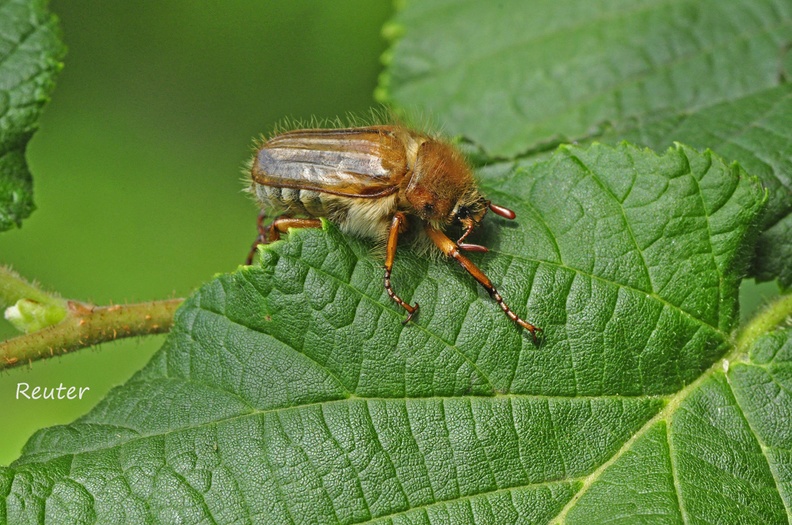 Gerippter Brachkäfer (Amphimallon solstitiale)